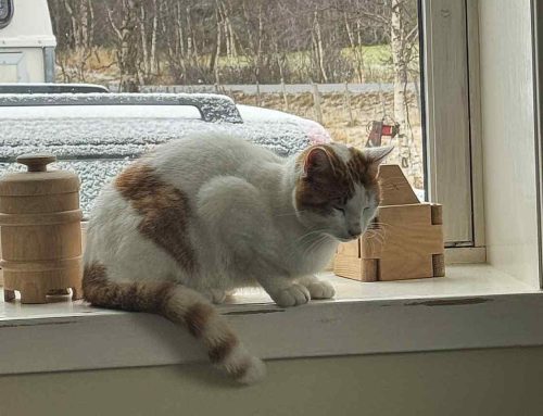 Er det noen som savner denne katten?