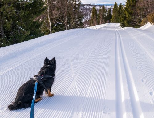 Muligheter for den som vil ut på ski i jula