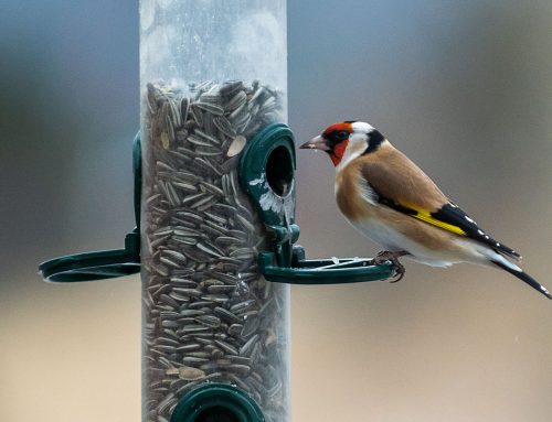 Hagefugltellingen 2026