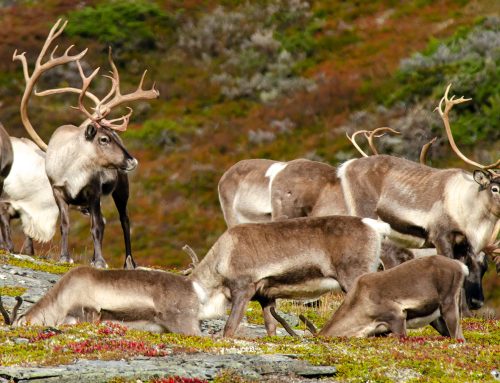 Nå kan man søke villreinjakt på Kvikne Østre Statsalmenning