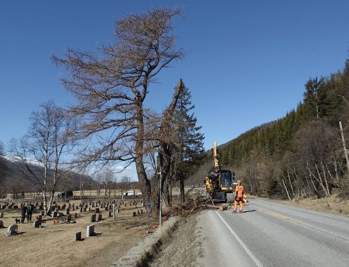 Den gamle lerka på 116 år var en risiko og måtte felles