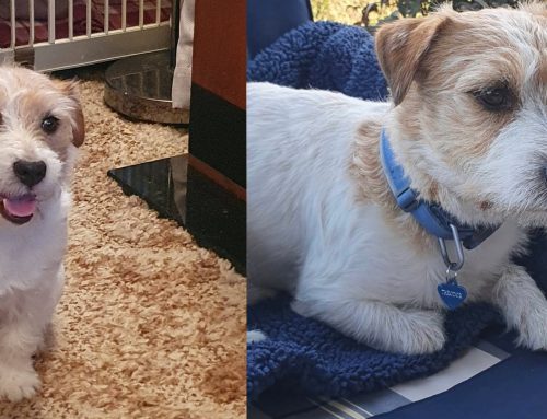 Har noen sett Theodor?