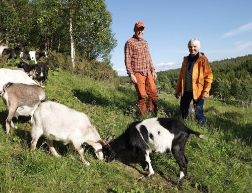 Orkelbogen leier geiter for å bremse gjengroing